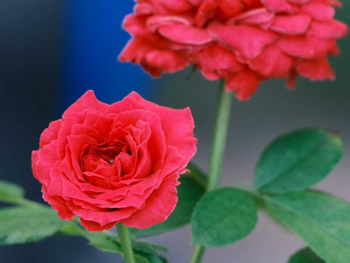 Horoscope amour: lecture symbolique et conseils prudents