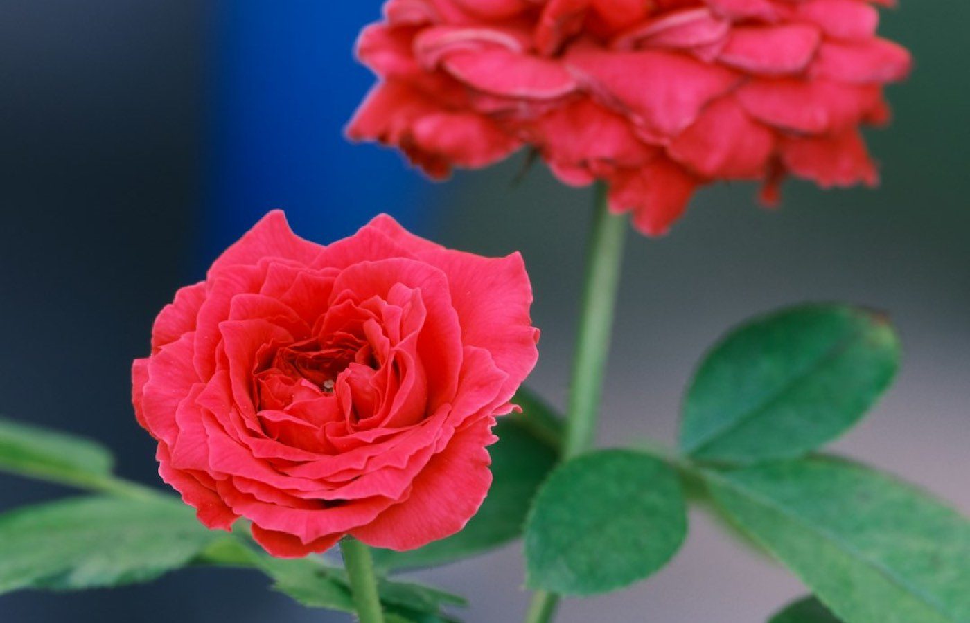 Horoscope amour: lecture symbolique et conseils prudents