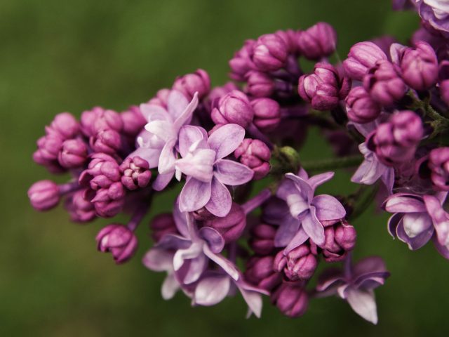Comment atténuer les allergies printanières efficacement