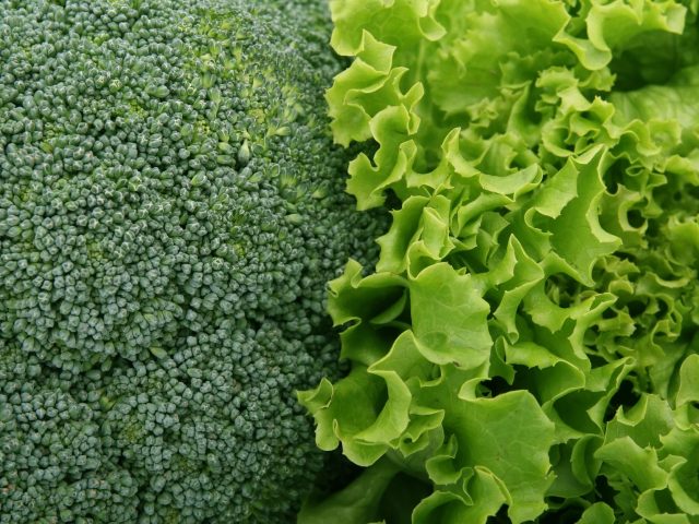 Les légumes verts de septembre pour une alimentation équilibrée