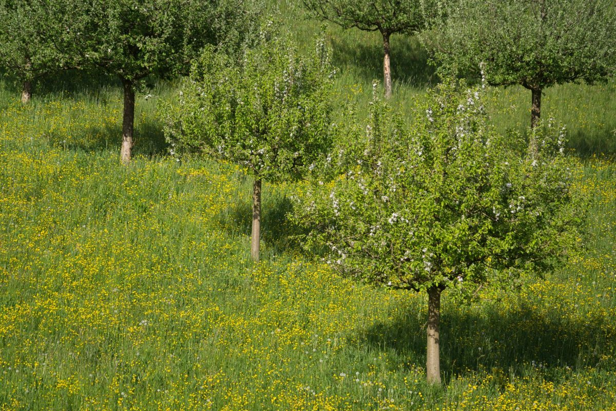 Anticiper et réduire les symptômes d&rsquo;allergies saisonnières