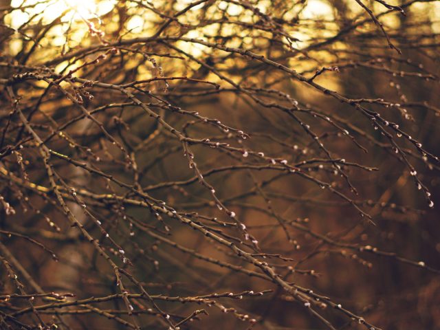 Protéger ses Allergies Saisonnières au Printemps