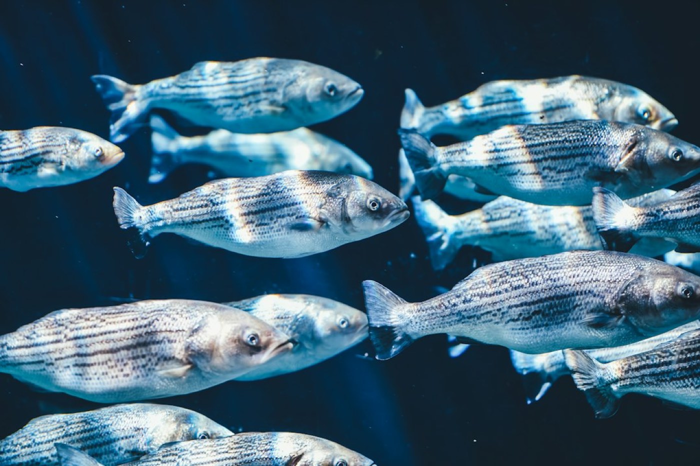 Illustration : Signe des Poissons